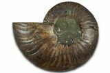 Cut & Polished Ammonite Fossil (Half) - Madagascar #318078-1